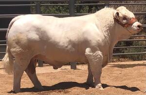 1X CHAROLAIS BULL MCS 22-025 Marshall Charolais Stud