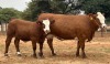 1+1X SIMMENTALER COW & CALF LRA1939 Lussim Stud Breeder