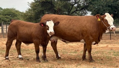 1+1X SIMMENTALER COW & CALF LRA1939 Lussim Stud Breeder