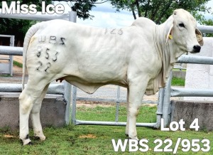 1X GREY BRAHMAN HEIFER WBS 22/953 Wayside Brahman Stud