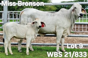 1+1X GREY BRAHMAN COW & CALF WBS 21/833 Wayside Brahman Stud