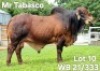 1X RED BRAHMAN BULL WB 21/333 Wayside Brahman Stud
