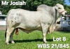 1X GREY BRAHMAN BULL WBS 21/845 Wayside Brahman Stud