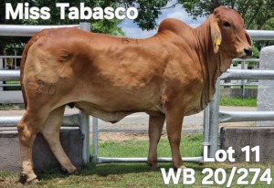 1X GREY BRAHMAN COW WB 20/274 Wayside Brahman Stud