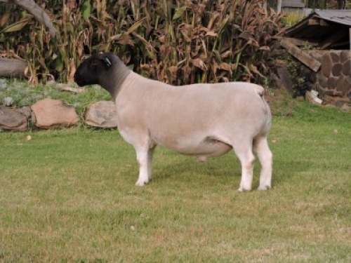 LOT 17 1 X DORPER RAM IF NEL - T4
