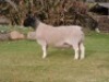 LOT 17 1 X DORPER RAM IF NEL - T4