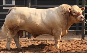 1X CHAROLAIS BULL MCS 22-033 Marshall Charolais Stud