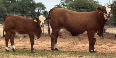 1+1X SIMMENTALER COW & CALF LRA2184 Lussim Stud Breeder