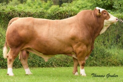 10X SIMMENTALER SEMEN SC1018 Lussim Stud Breeder