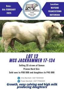 10X CHAROLAIS SEMEN MCS 170134 Marshall Charolais Stud