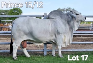 1X GREY BRAHMAN BULL Prince 15/12 Wayside Brahman Stud