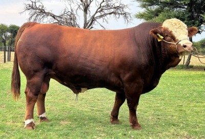 1X SIMMENTALER BULL LRA2153 Lussim Stud Breeder