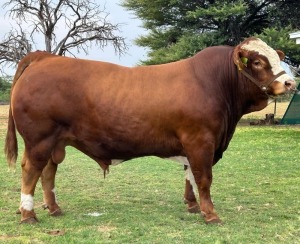 1X SIMMENTALER BULL LRA2197 Lussim Stud Breeder