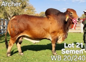 20X RED BRAHMAN SEMEN STRAW WB 20/240 Wayside Brahman Stud