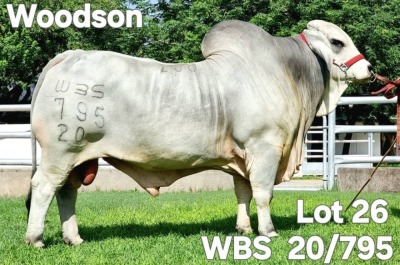 1X GREY BRAHMAN BULL WBS 20/795 Wayside Brahman Stud