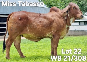 1X RED BRAHMAN HEIFER WB 21/308 Wayside Brahman Stud