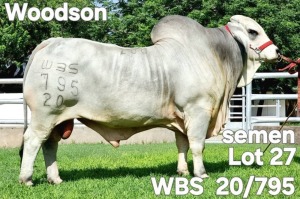 20X GREY BRAHMAN SEMEN STRAW WBS 20/795 Wayside Brahman Stud