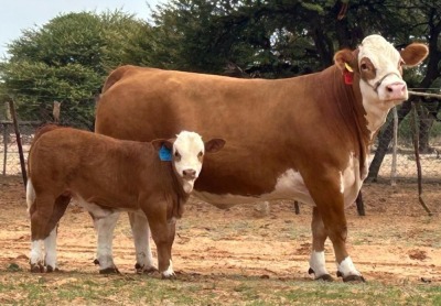 1+1X SIMMENTALER COW & CALF LRA1894 Lussim Stud Breeder