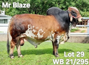 1X RED BRAHMAN SEMEN STRAW WB 21/295 Wayside Brahman Stud