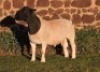 LOT 33 1 X DORPER RAM IF NEL - T3