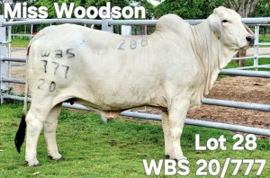 1X GREY BRAHMAN COW WBS 20/777 Wayside Brahman Stud