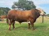 1X SIMMENTALER BULL LRA2147 Lussim Stud Breeder