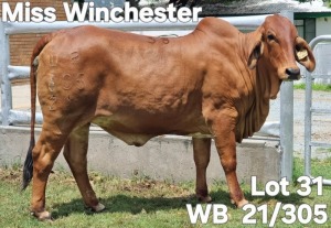 1X RED BRAHMAN HEIFER WB 21/305 Wayside Brahman Stud