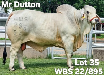 1X GREY BRAHMAN BULL WBS 22/895 Wayside Brahman Stud