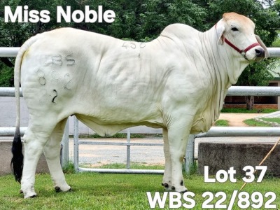 1X GREY BRAHMAN HEIFER WBS 22/892 Wayside Brahman Stud