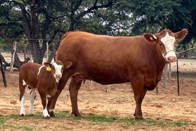 1+1X SIMMENTALER COW & CALF LRA2233 Lussim Stud Breeder