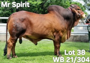 1X RED BRAHMAN BULL WB 21/304 Wayside Brahman Stud