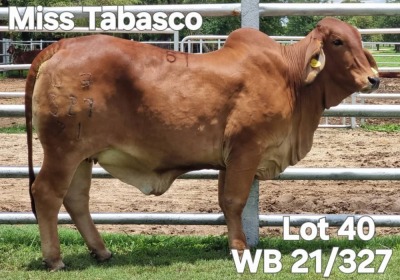 1X RED BRAHMAN HEIFER WBS 21/327 Wayside Brahman Stud