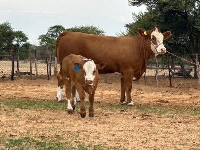 1+1X SIMMENTALER COW & CALF LRA2241 Lussim Stud Breeder