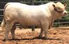 1X CHAROLAIS BULL MCS 22-056 Marshall Charolais Stud