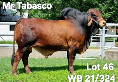 1X RED BRAHMAN BULL WB 21/324 Wayside Brahman Stud