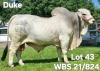 1X GREY BRAHMAN BULL WBS 21/824 Wayside Brahman Stud