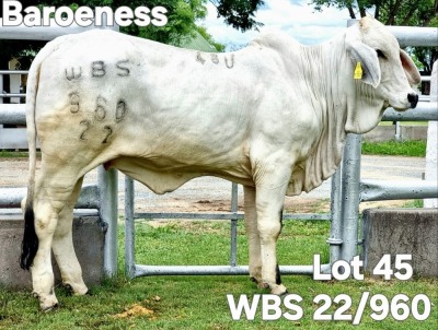 1X GREY BRAHMAN HEIFER WBS 22/960 Wayside Brahman Stud