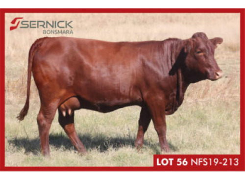LOT 56&nbsp; &nbsp;NFS 190213&nbsp; -&nbsp;&nbsp;SERNICK BONSMARA STOET