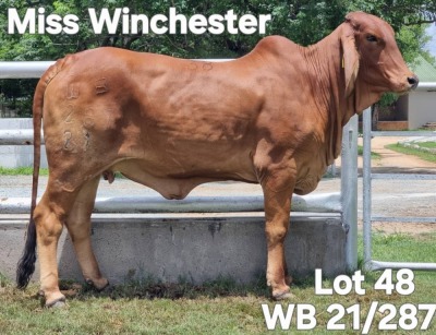 WITHDRAWN - 1X RED BRAHMAN HEIFER WB 21/287 Wayside Brahman Stud