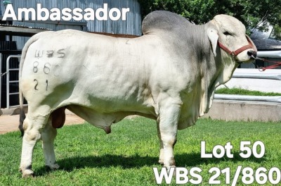 1X GREY BRAHMAN BULL WBS 21/860 Wayside Brahman Stud