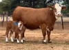 1+1X SIMMENTALER COW & CALF LRA21141 Lussim Stud Breeder