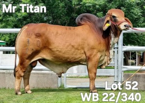 1X RED BRAHMAN BULL WB 22/340 Wayside Brahman Stud