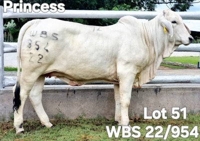 1X GREY BRAHMAN HEIFER WBS 22/954 Wayside Brahman Stud