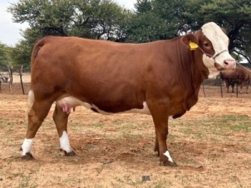1+1X SIMMENTALER COW & CALF LRA2020 Lussim Stud Breeder