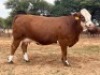 1+1X SIMMENTALER COW & CALF LRA2020 Lussim Stud Breeder