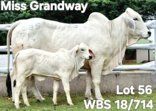1+1X GREY BRAHMAN COW & CALF WBS 18/714 Wayside Brahman Stud