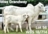 1+1X GREY BRAHMAN COW & CALF WBS 18/714 Wayside Brahman Stud