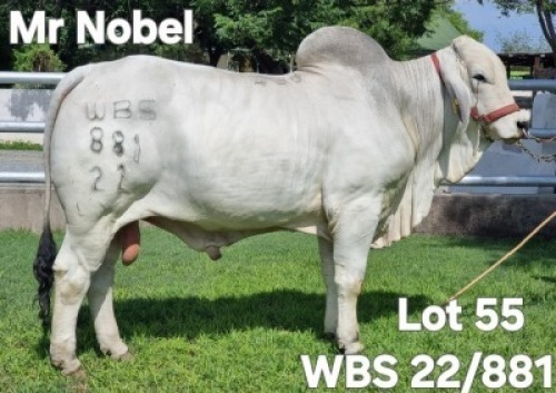 1X GREY BRAHMAN BULL WBS 22/881 Wayside Brahman Stud
