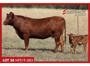 LOT 58 NFS 190083 - SERNICK BONSMARA STOET