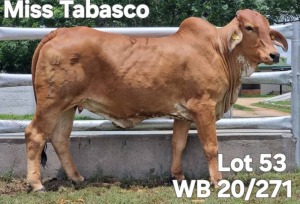 1X RED BRAHMAN COW WB 20/271 Wayside Brahman Stud